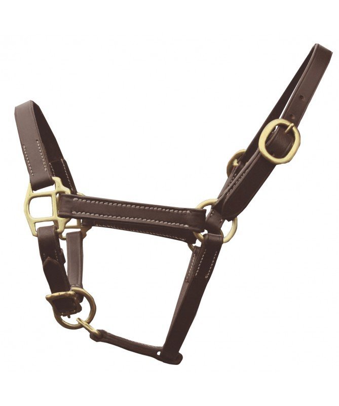 Canter - Licol cuir foal présentation