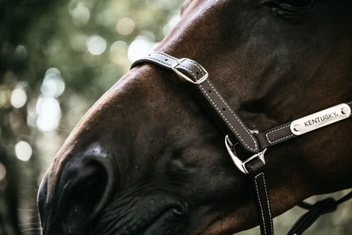 Kentucky - Licol Leather Nose Buckle Halter – Image 3