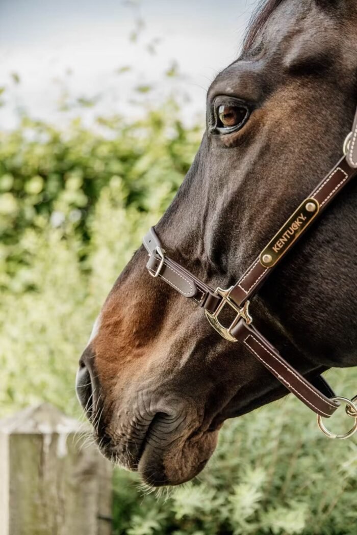 Kentucky - Licol Leather Nose Buckle Halter – Image 5