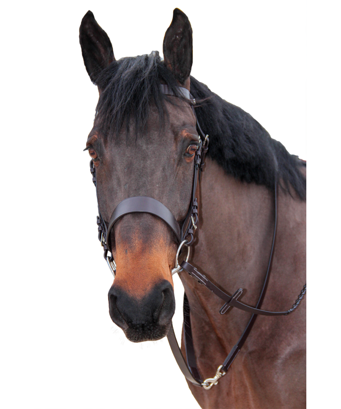 Canter - Bridon de chasse