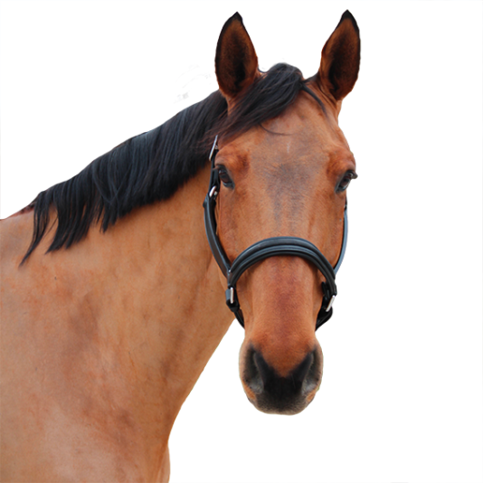 Canter - Licol Mylord