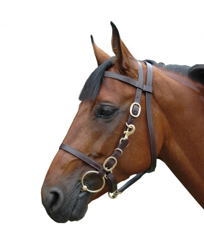 Canter - Bridon licol large