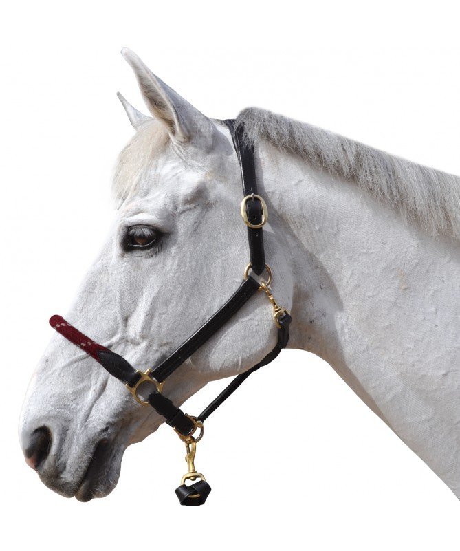 Canter - Licol corde