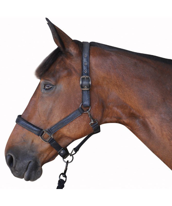 Canter - Set licol et longe black