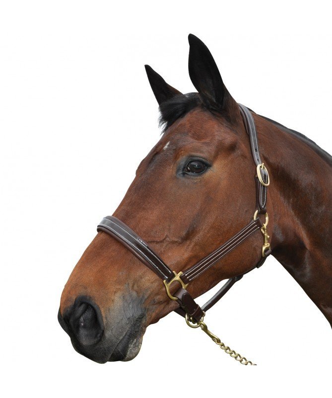 Chetak - Licol cuir Bright