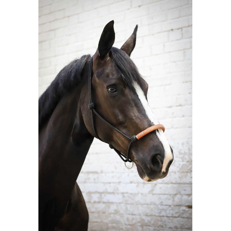 Penelope - Licol éthologique américain