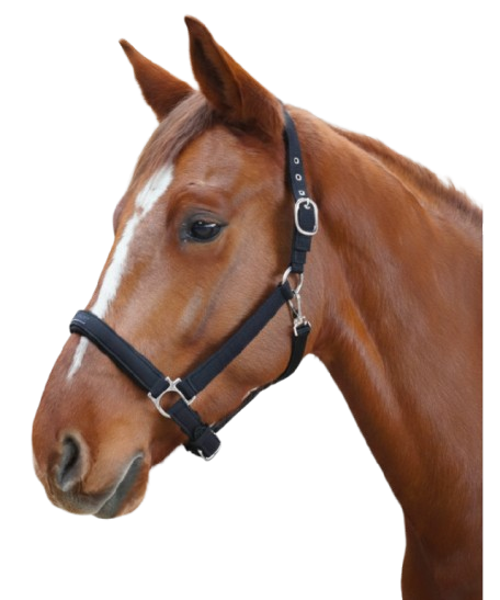 Flags&Cup - Licol Laguna