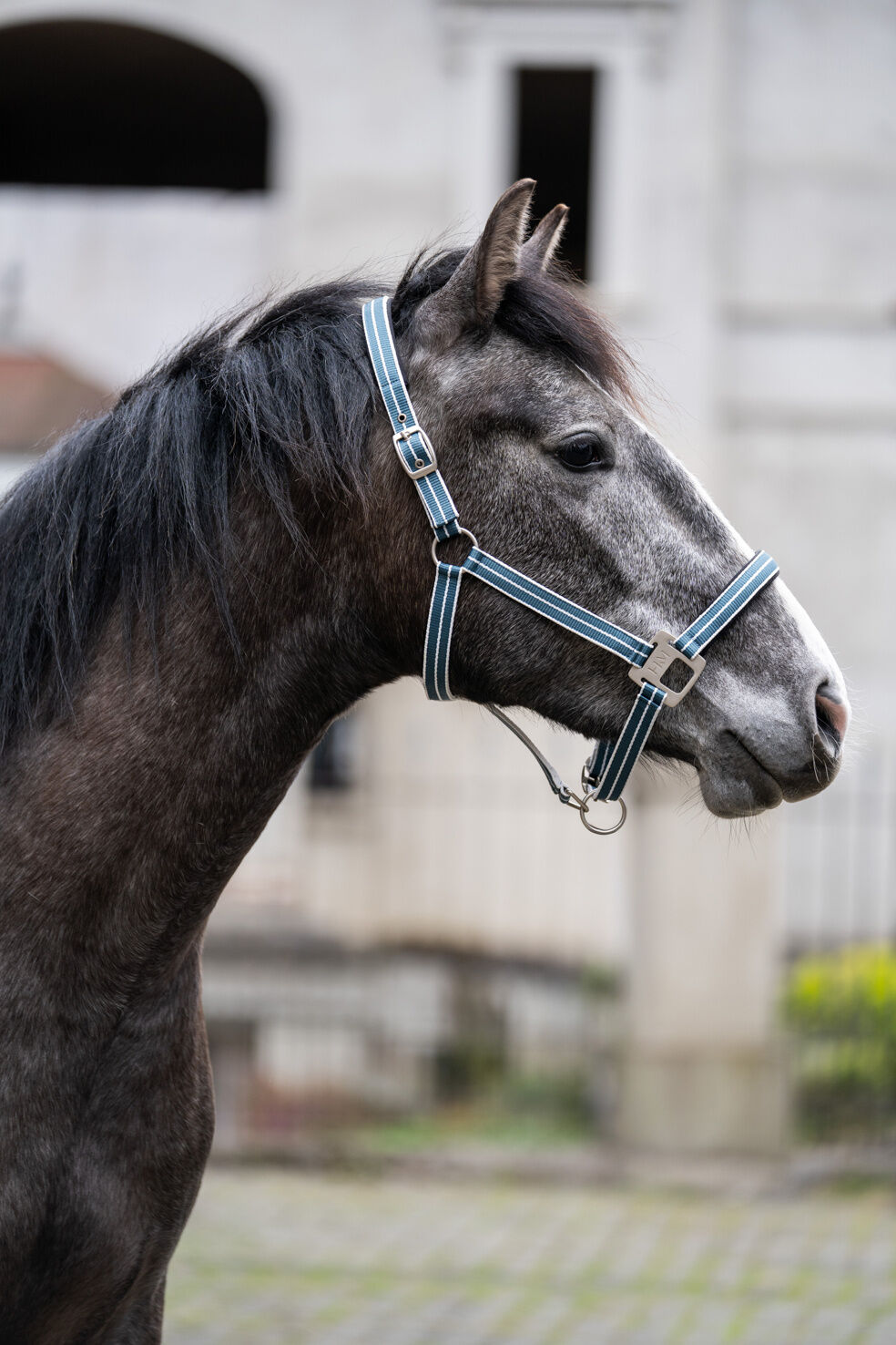 HKM - Licol Halter -Québec- – Image 3